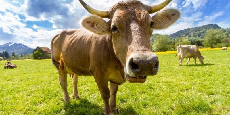 І напевно ж спрацює. В Японії тестують ракетний двигун на коров’ячому гної