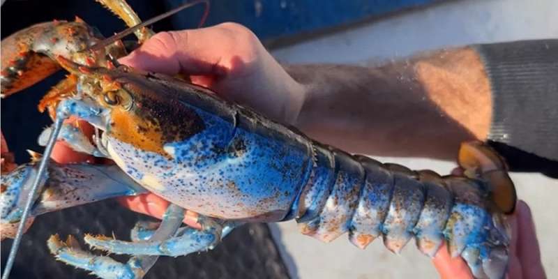 Один на трильйон. У Північній Атлантиці виловили рідкісного лобстера