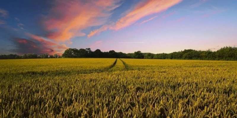 В Україні відкрили ринок землі для юросіб